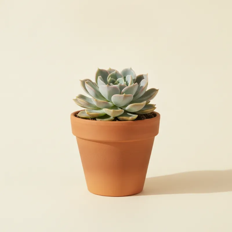 Echeveria — Echeveria 'Water Lily' (illustratie)