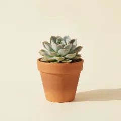 Echeveria