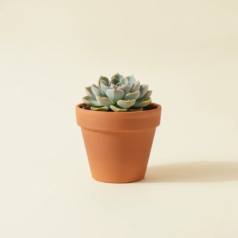 Echeveria — Echeveria cante (illustratie)