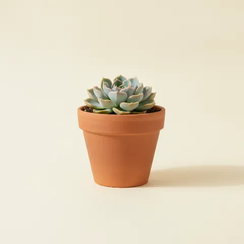 Echeveria