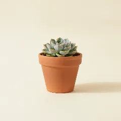 Echeveria