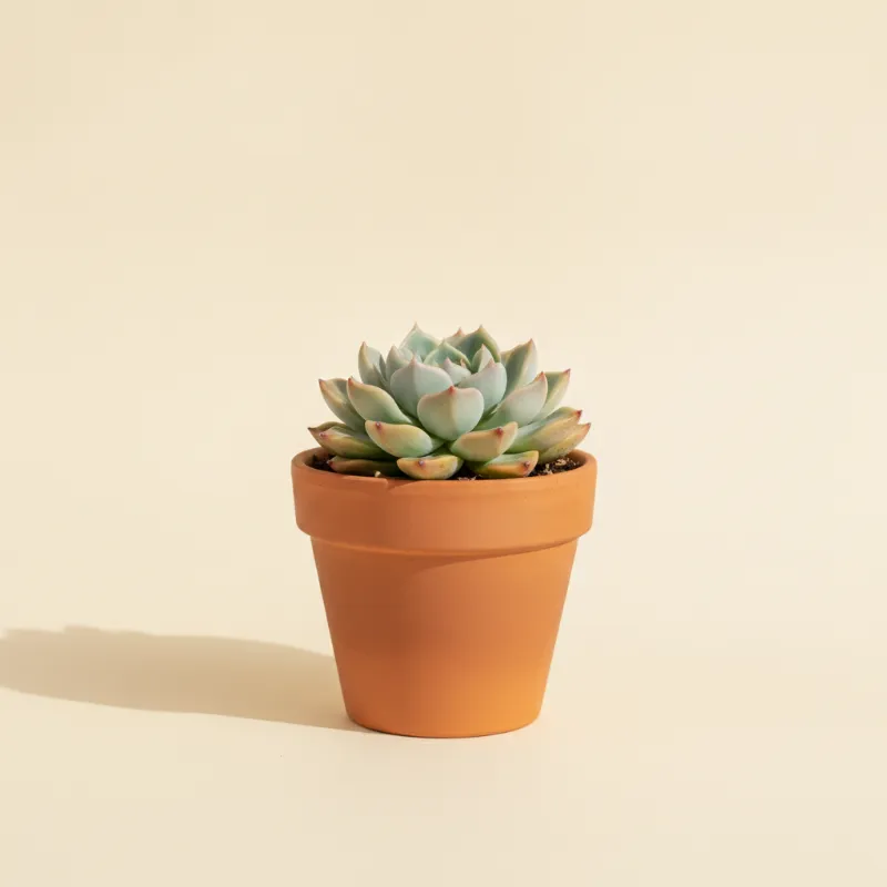 Echeveria — Echeveria chihuahuaensis (illustratie)