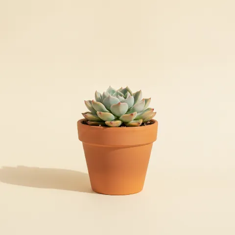 Echeveria