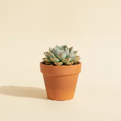 Echeveria
