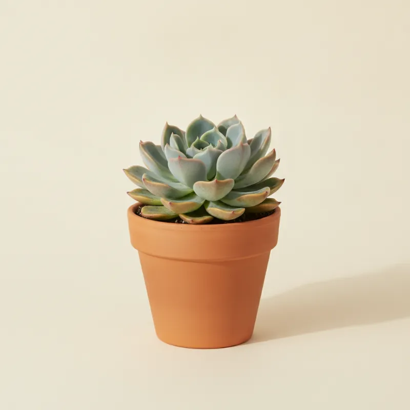 Echeveria — Echeveria colorata (illustratie)