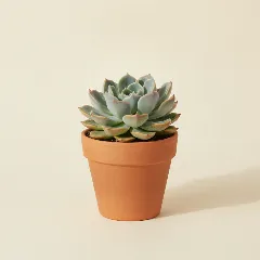 Echeveria