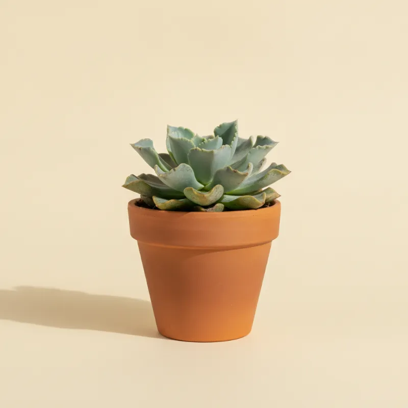 Echeveria — Echeveria diffractens (illustratie)
