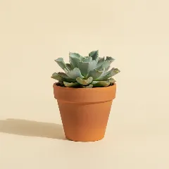 Echeveria