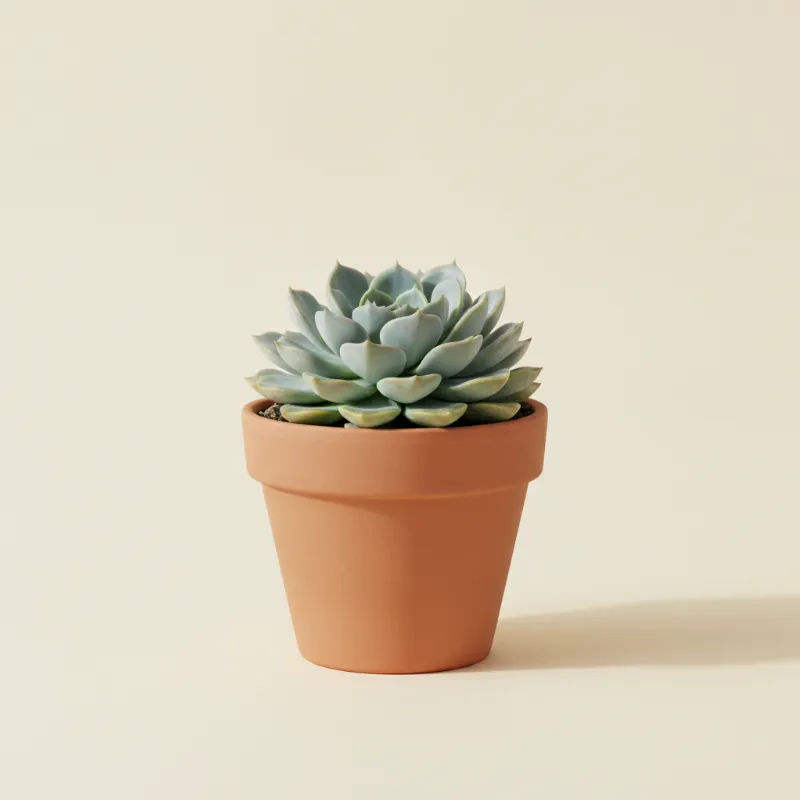 Echeveria — Echeveria elegans 'Blue' (illustratie)