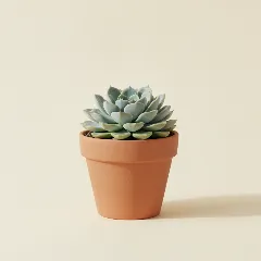 Echeveria