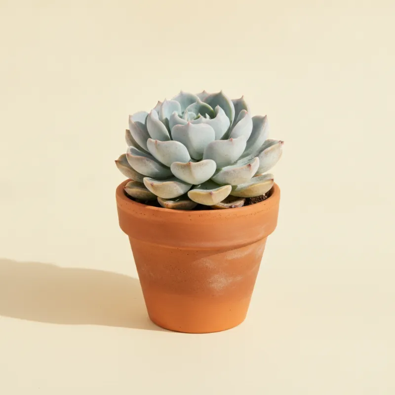Echeveria — Echeveria laui (illustratie)