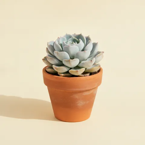 Echeveria