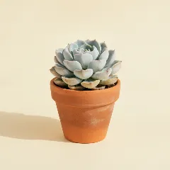 Echeveria