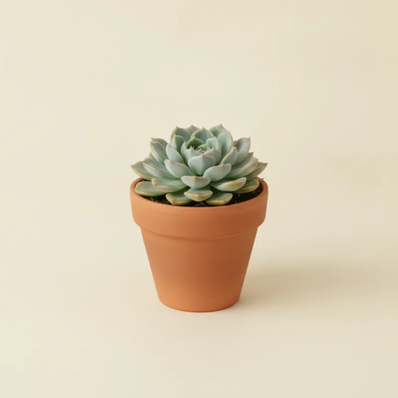 Echeveria — Echeveria minima (illustratie)