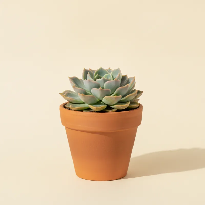 Echeveria — Echeveria peacockii (illustratie)