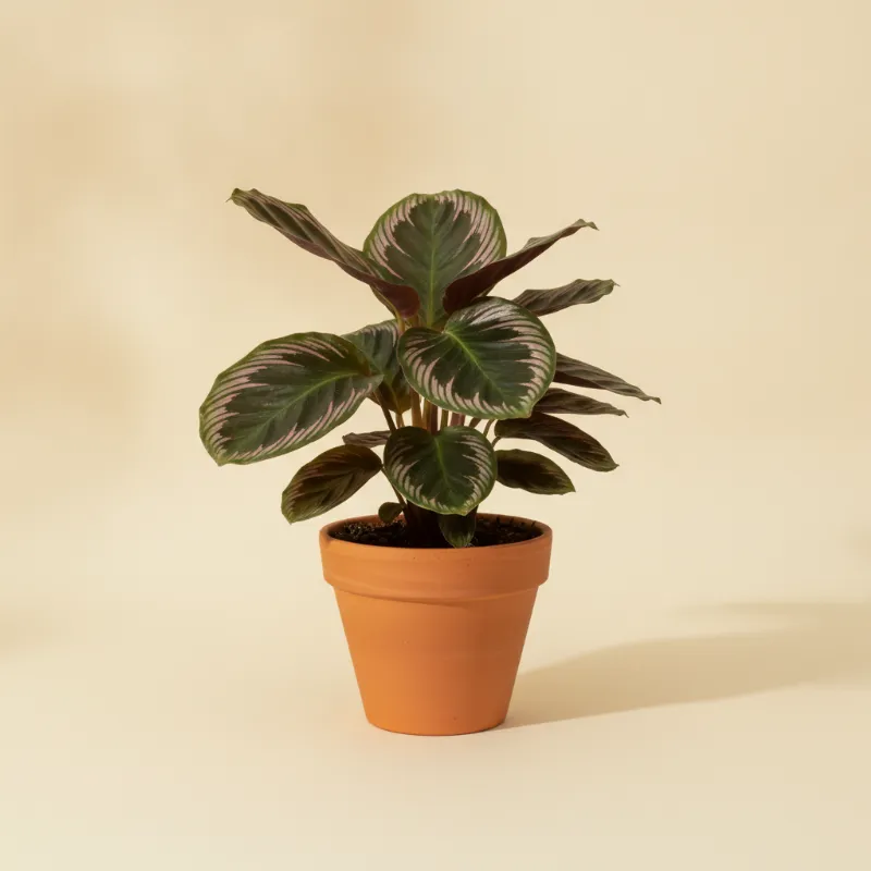 Calathea — Calathea roseopicta 'Dottie' (illustratie)
