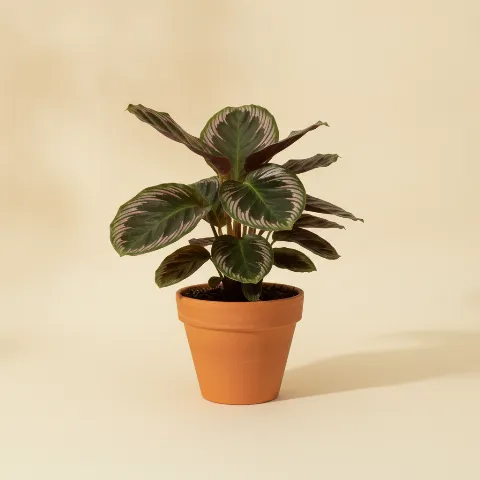 Calathea