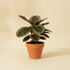 Calathea
