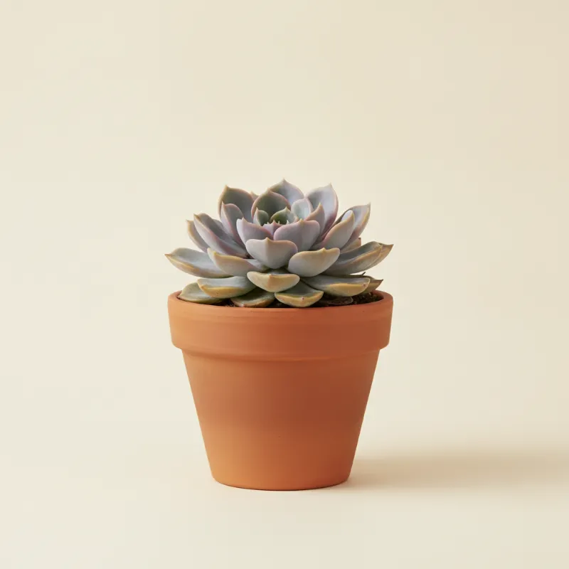 Echeveria — Echeveria secunda (illustratie)