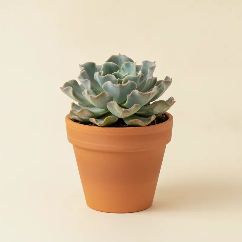Echeveria — Echeveria shaviana (illustratie)