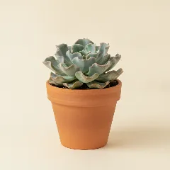 Echeveria