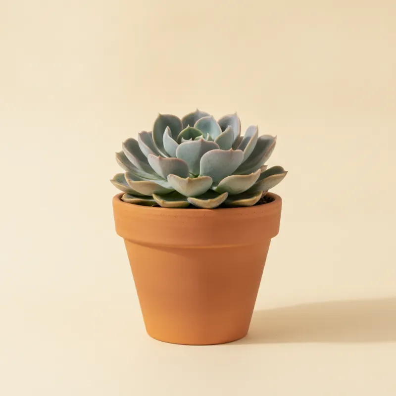 Echeveria — Echeveria subrigida (illustratie)