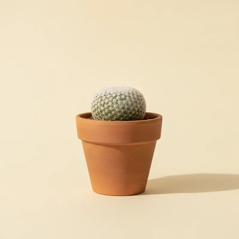 Epithelantha micromeris (illustratie)