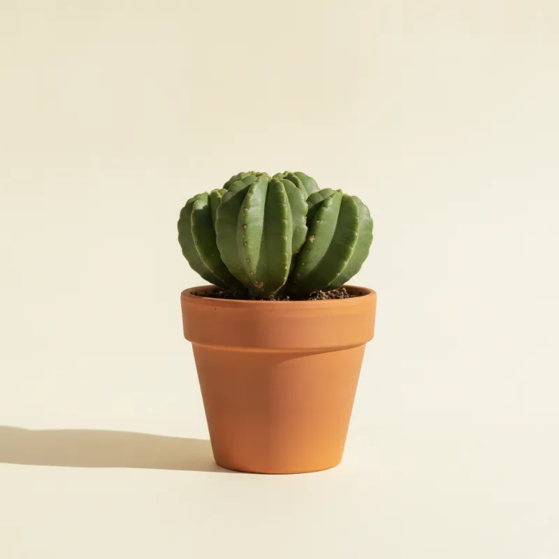 Wolfsmelk — Euphorbia abdelkuri (illustratie)