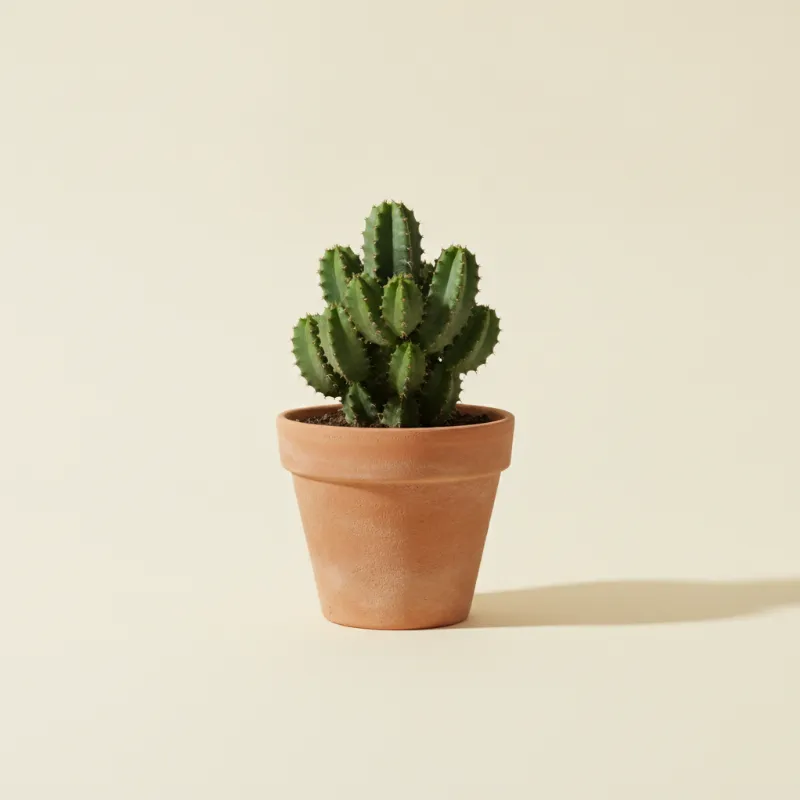 Wolfsmelk — Euphorbia anoplia (illustratie)