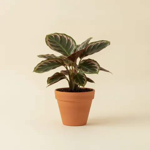 Calathea