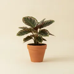 Calathea
