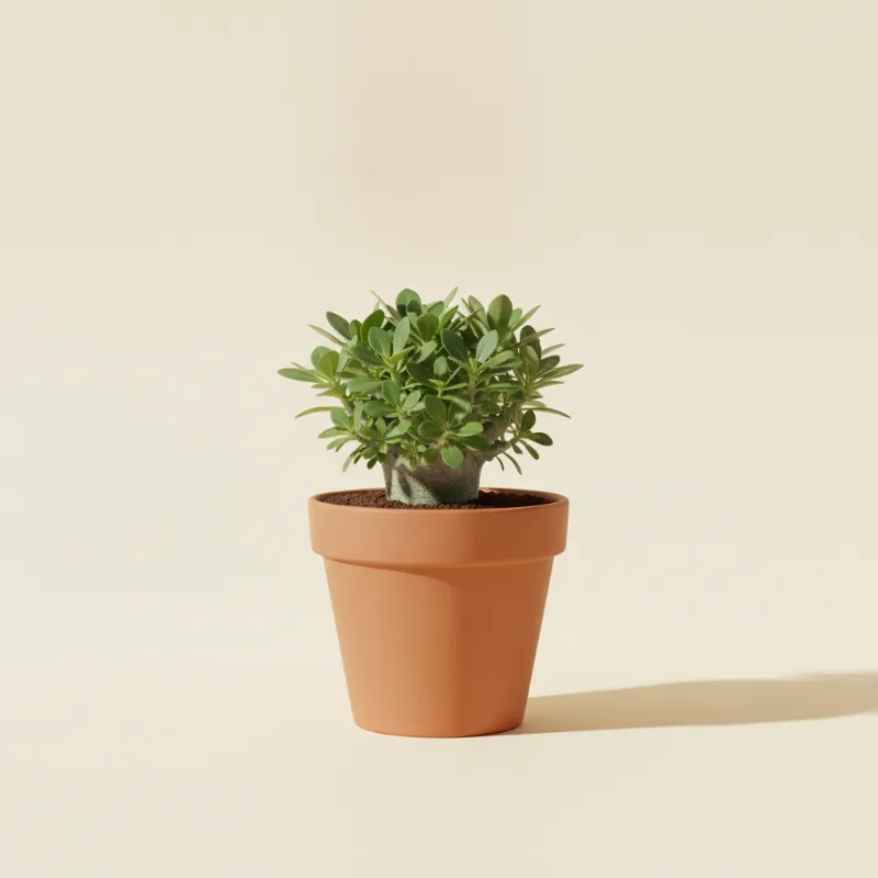 Wolfsmelk — Euphorbia bupleurifolia (illustratie)