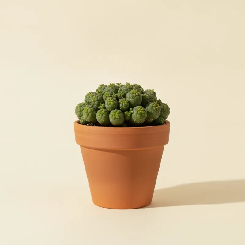 Wolfsmelk — Euphorbia globosa (illustratie)