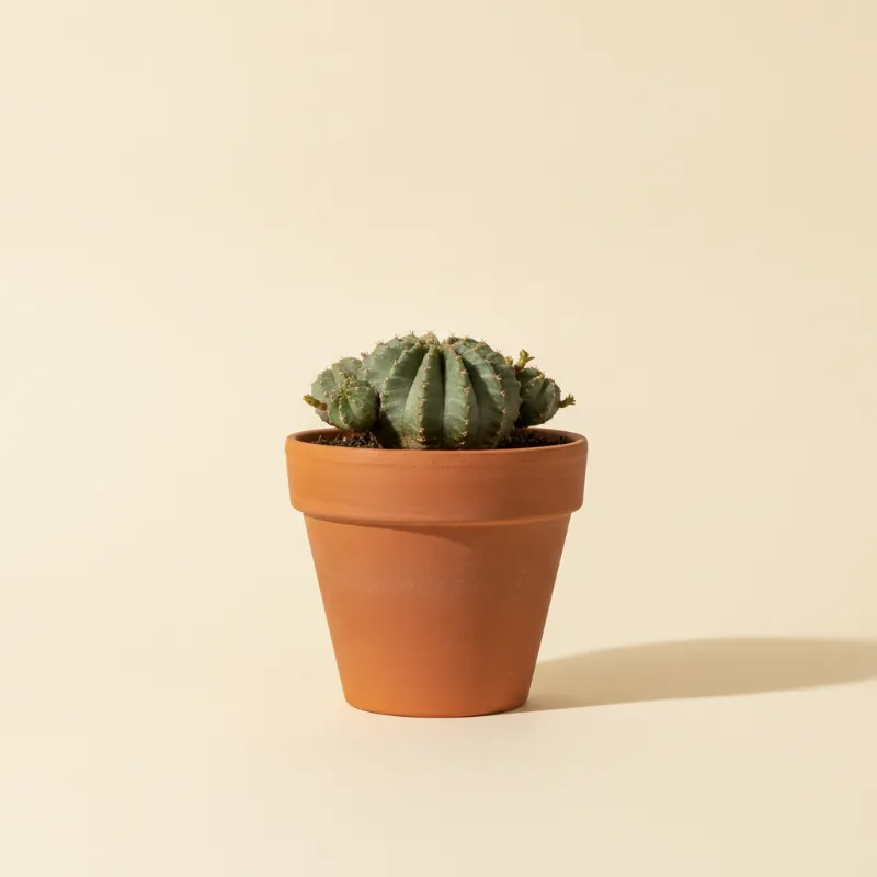 Wolfsmelk — Euphorbia gymnocalycioides (illustratie)