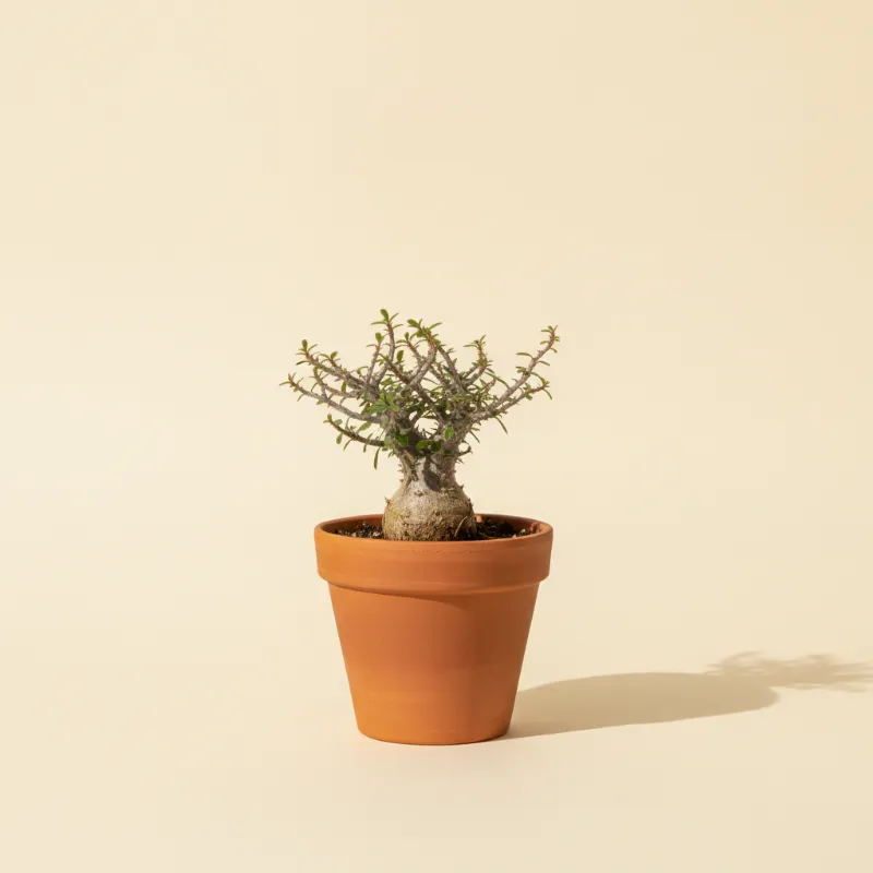 Wolfsmelk — Euphorbia knuthii (illustratie)