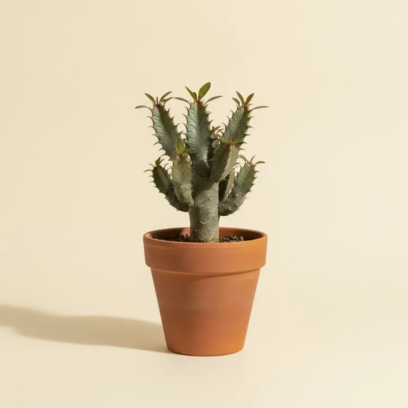 Wolfsmelk — Euphorbia labatii (illustratie)