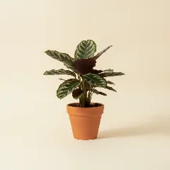 Calathea
