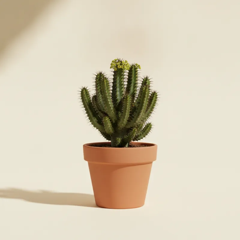 Wolfsmelk — Euphorbia loricata (illustratie)