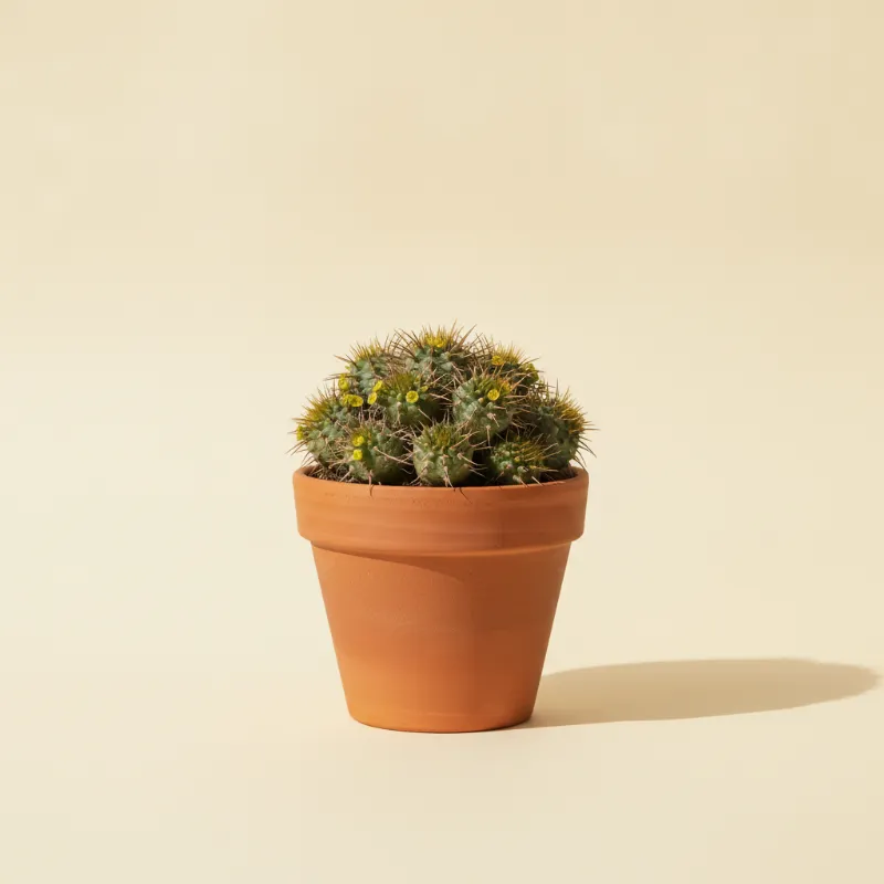 Wolfsmelk — Euphorbia pulvinata (illustratie)