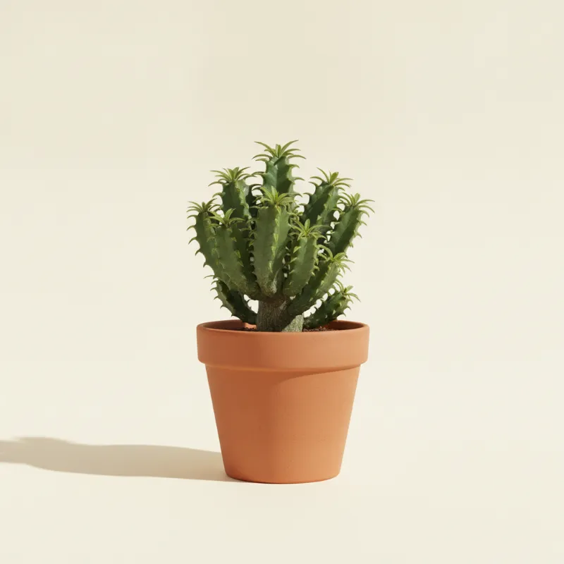 Wolfsmelk — Euphorbia stellata (illustratie)