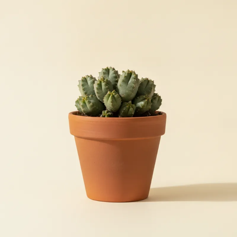 Wolfsmelk — Euphorbia suzannae (illustratie)
