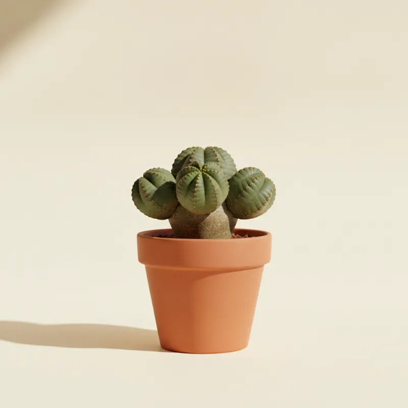Wolfsmelk — Euphorbia symmetrica (illustratie)