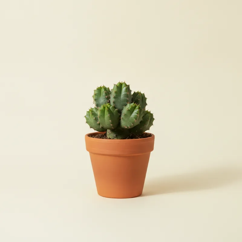 Wolfsmelk — Euphorbia valida (illustratie)