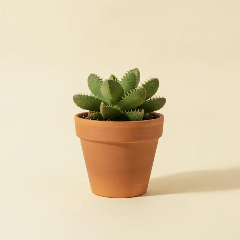 Faucaria felina (illustratie)