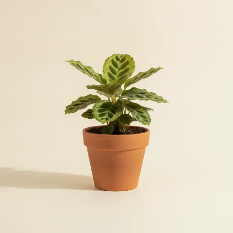 Calathea β Calathea 'Network' (illustratie)