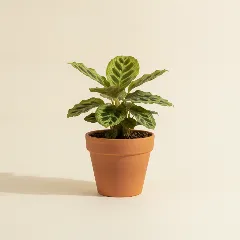 Calathea