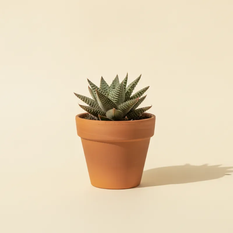 Tijgerbekje — Faucaria tigrina (illustratie)