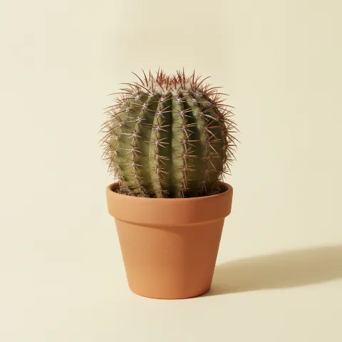 Ferocactus emoryi