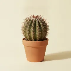 Ferocactus emoryi