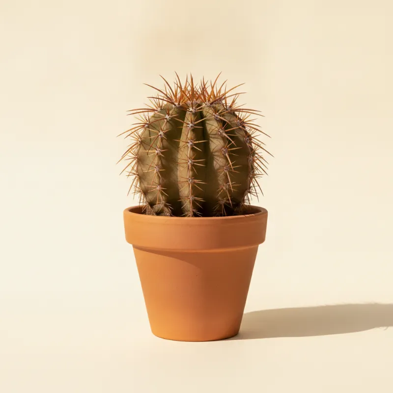 Ferocactus herrerae (illustratie)